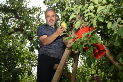 Başkan Aktaş armut hasadına katıldı