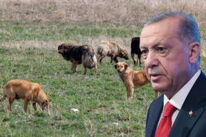 Cumhurbaşkanı Erdoğan'dan sokak hayvanları hakkında flaş mesaj