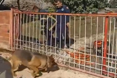 Demir kapıya sıkışan köpeği itfaiye kurtardı