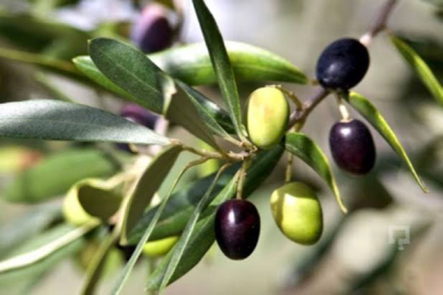 Tarım Kredi Kooperatifi zeytin alım fiyatını artırdı