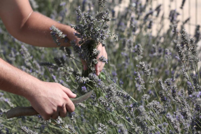 Nilüfer’de tıbbi ve aromatik bitkilerin önemi ele alındı 