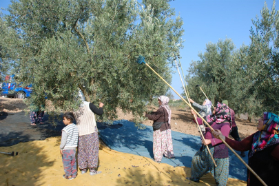 Bursa Mudanya’dan bu yıl 4 bin 500 ton zeytin çıktı